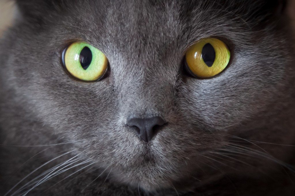 cat
