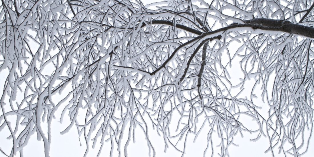 Ice trees