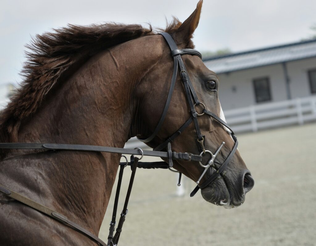 horse racing podcast race horse