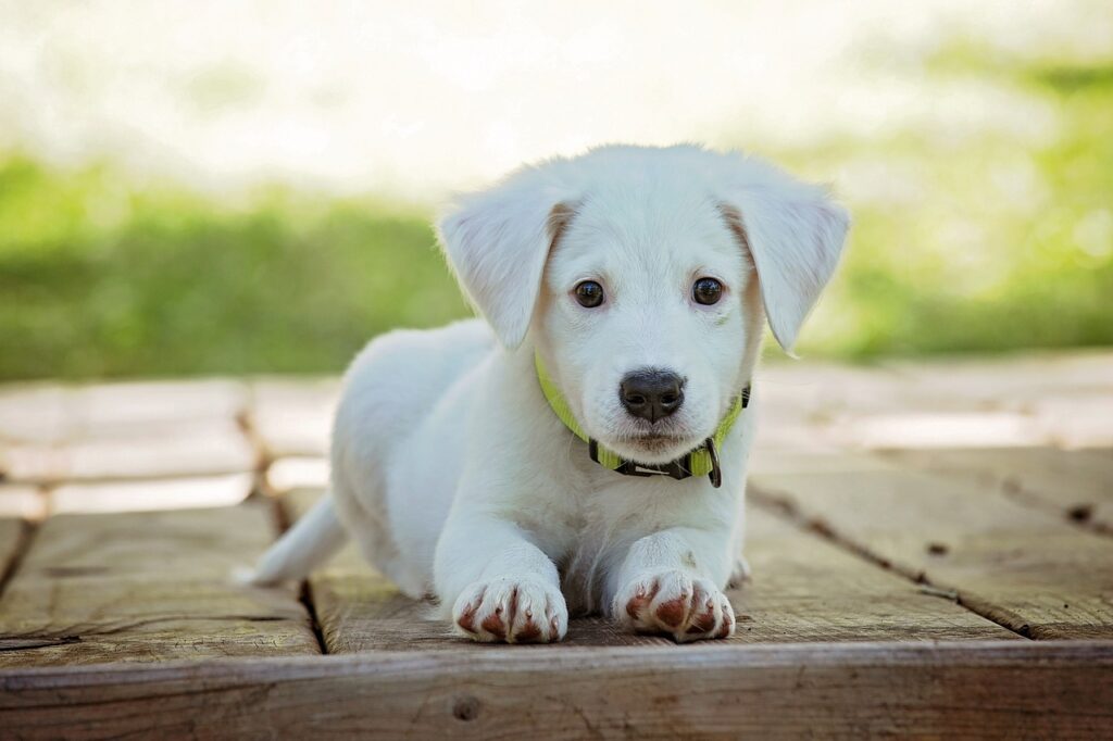 Smartslyder pet door dog door
