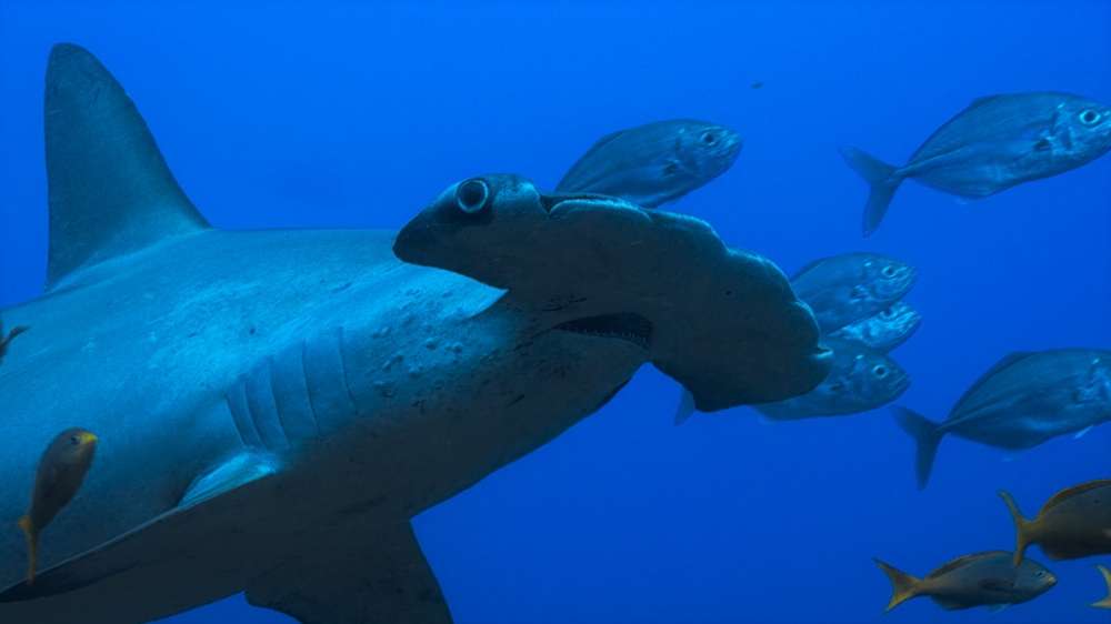 A scalloped hammerhead shark, a critically endangered species, swims safely in the protected waters of a national park. (credit: National Geographic)