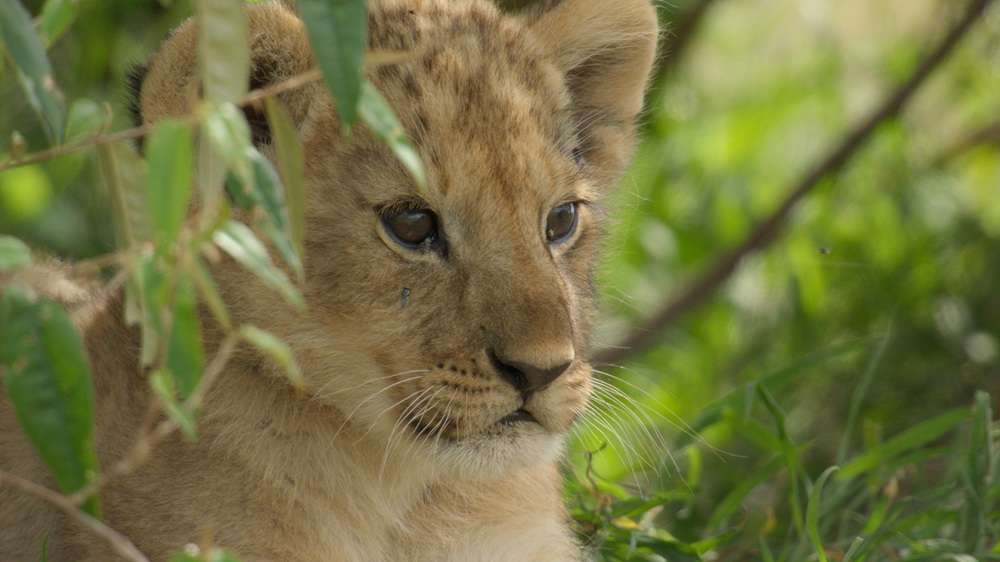 Nat Geo Lion Disney+ Hulu