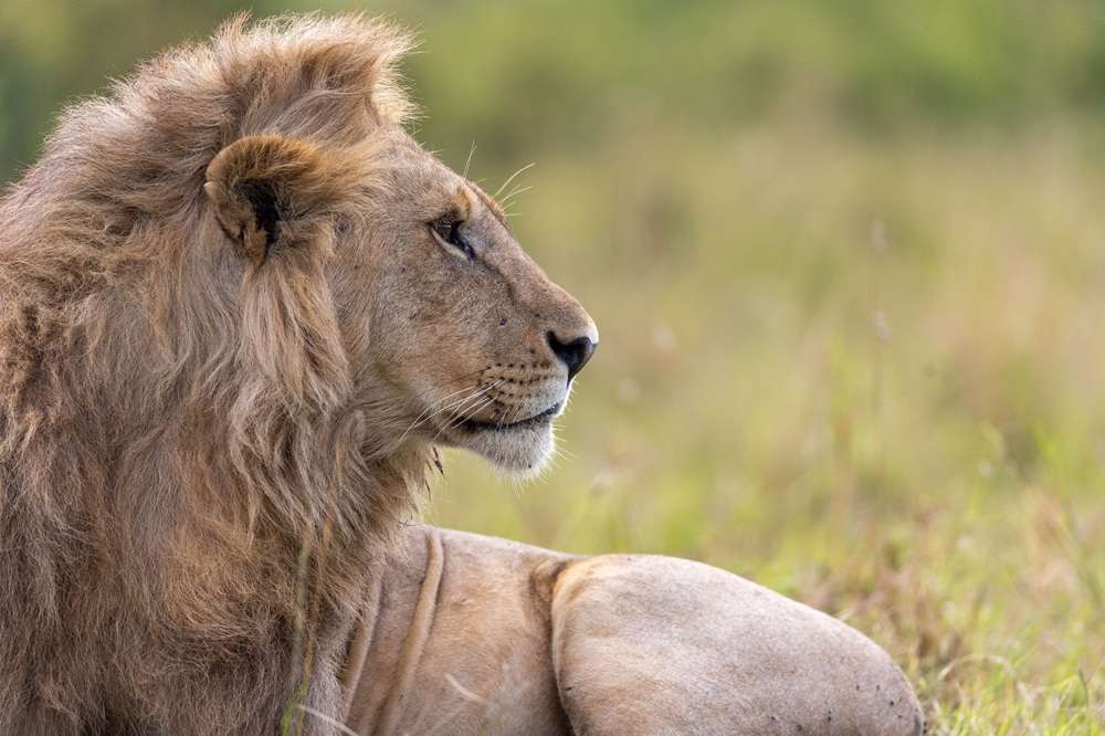 Nat Geo Lion Disney+ Hulu