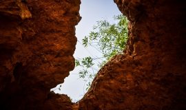 measurement gap AI deployment https://www.pexels.com/photo/a-plant-seen-from-a-cave-19715310/